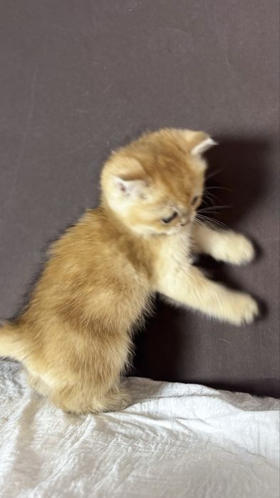 Котик золотої шиншили