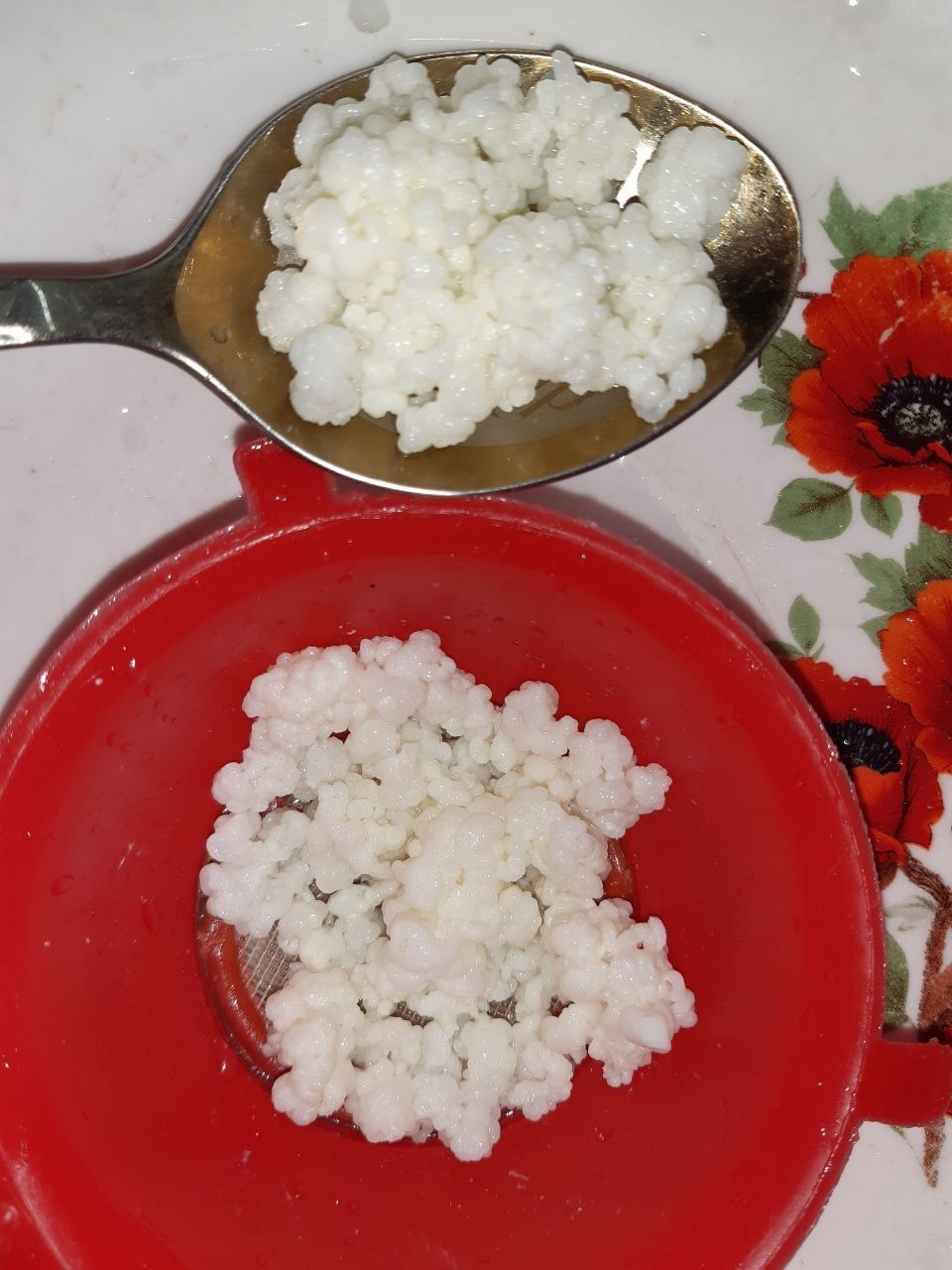 Тибетский молочный (кефирный) гриб: 60 грн. - Продукты питания ...