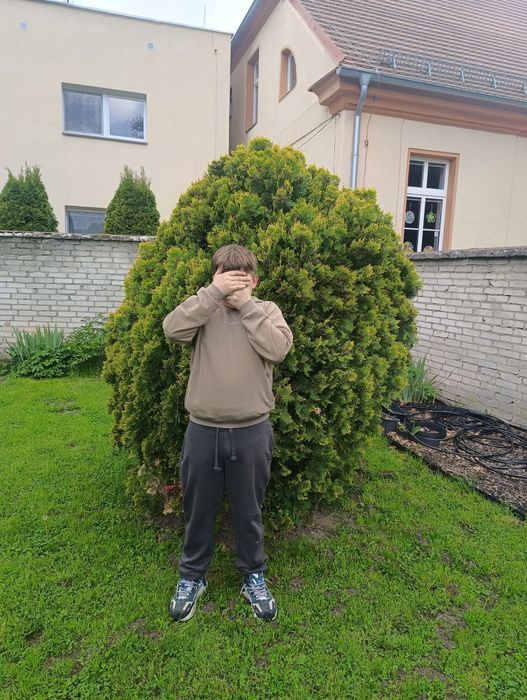 Duża tuja ponad 2 metry