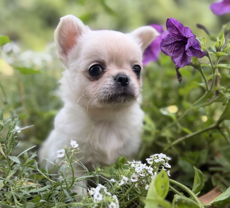 Dziewczynka Chihuahua FCI