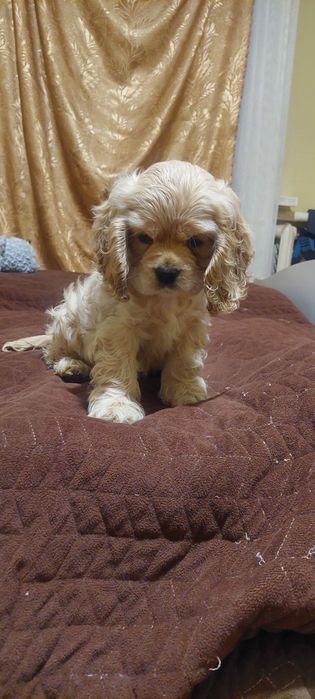 Американський кокер спаніель