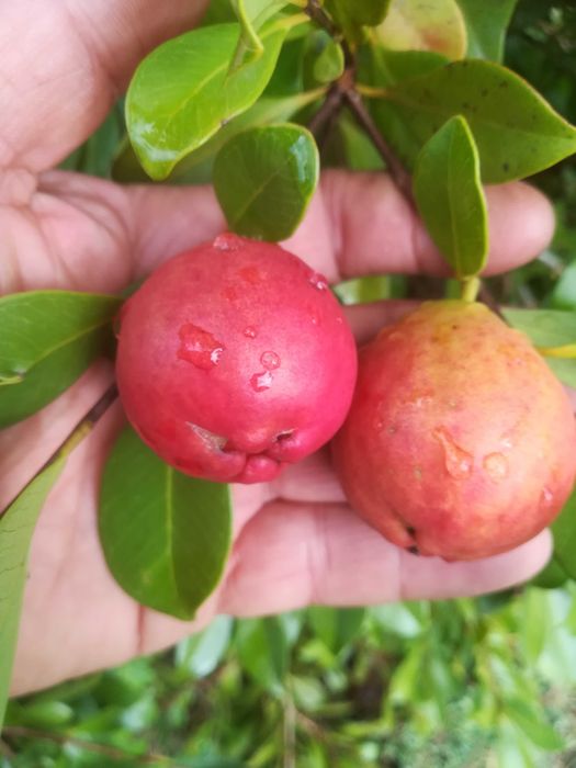 Araça Rosa Pera - Psidium Cattleyanum var. Peryforms
