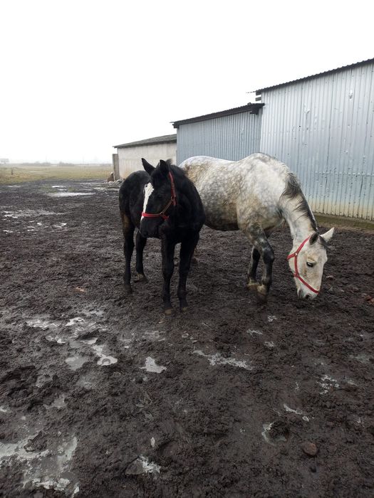 Sprzedam konie śląskie