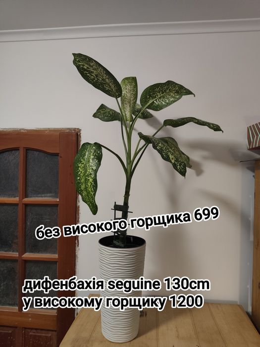 Рослини з горщиками крупногабарит