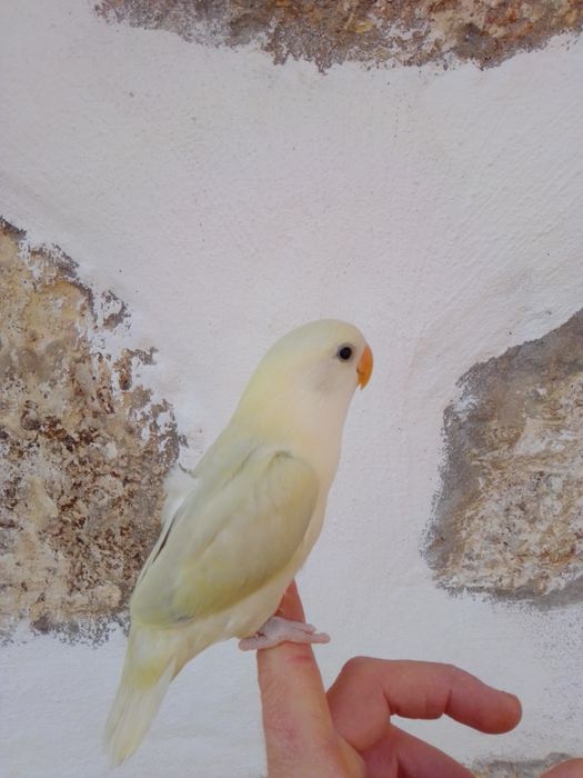 Agapórnis Domesticados