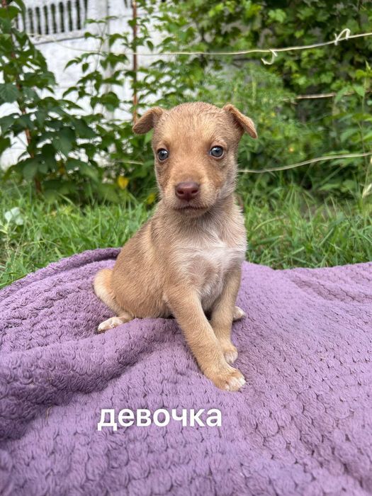 Цуценята безкоштовно  в добрі руки