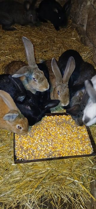 Пропонуємо чудовий молодняк для вашого господарства!