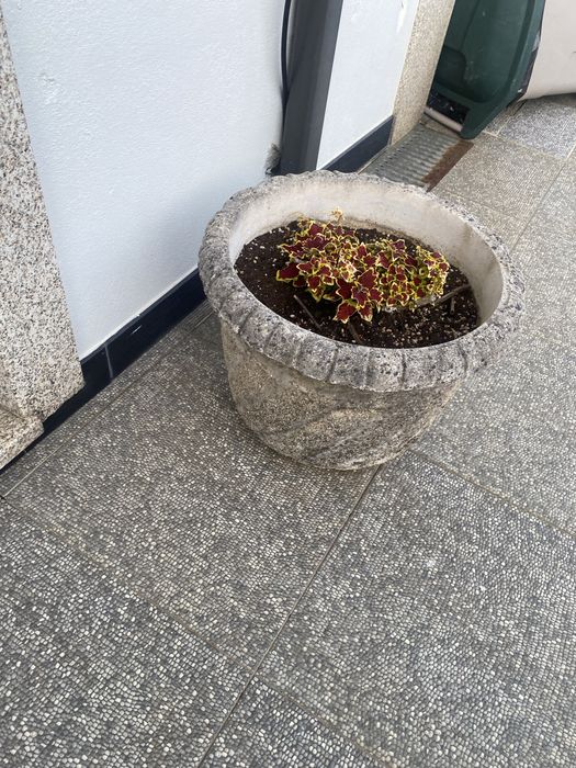 Plantas de jardim adultas em vaso de cimento.