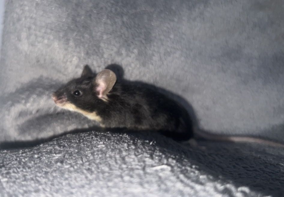 Mysz samiec dlugowlosy poszukuje domu