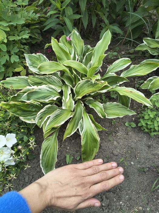 Hosta   sadzonki.