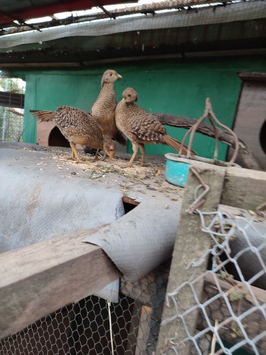 Bazanty złote młode jaja lęgowe