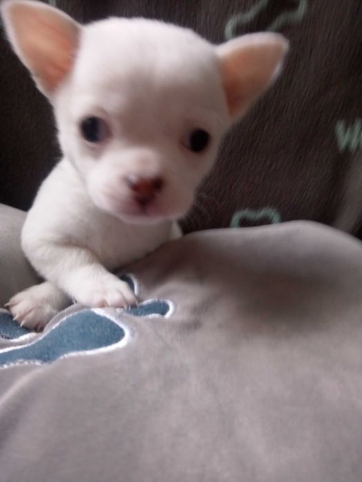 Чихуахуа дівчинка