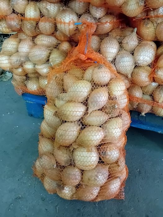 Cebula cukrowa sucha