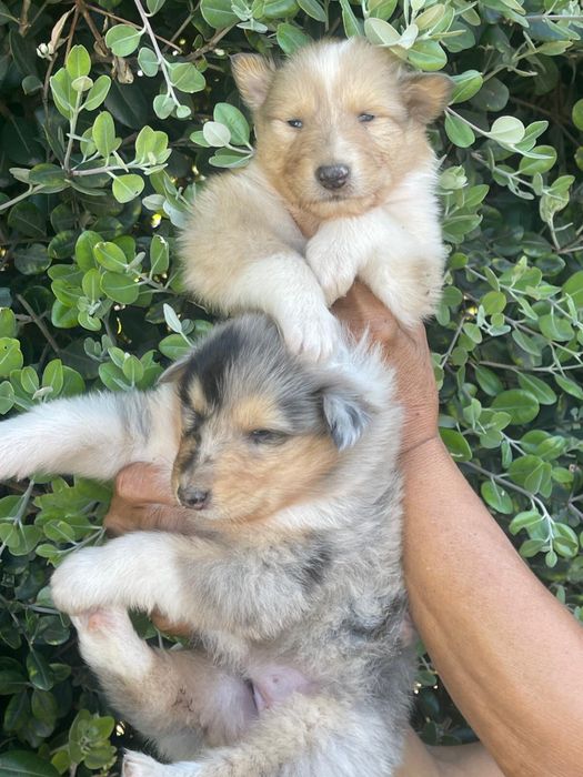 Rough collie com boas caracteristicas