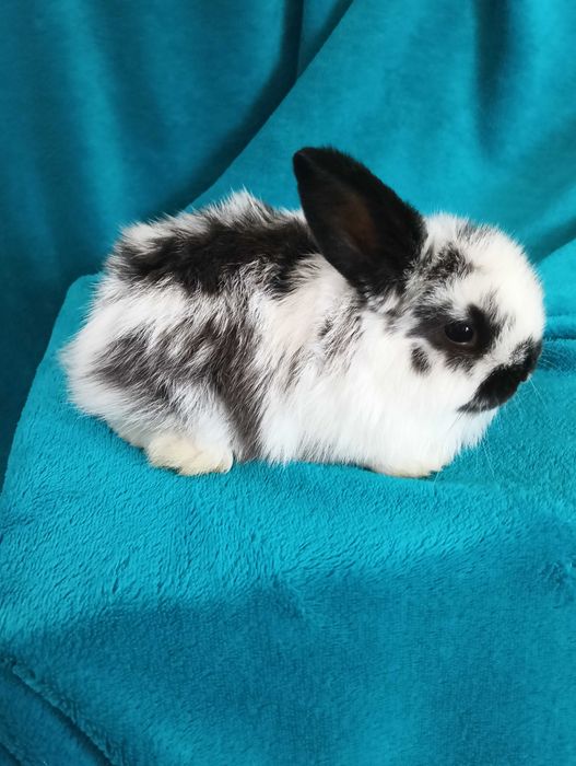 Króliki miniaturki Mini Lop