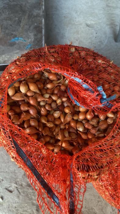 Цибуля сажанка, тиканка, лук севок : Штургарт