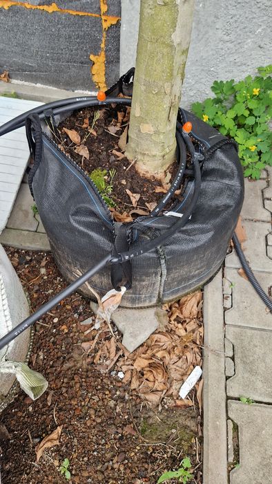 Platan Klonolistny duże drzewa 8 metrów.