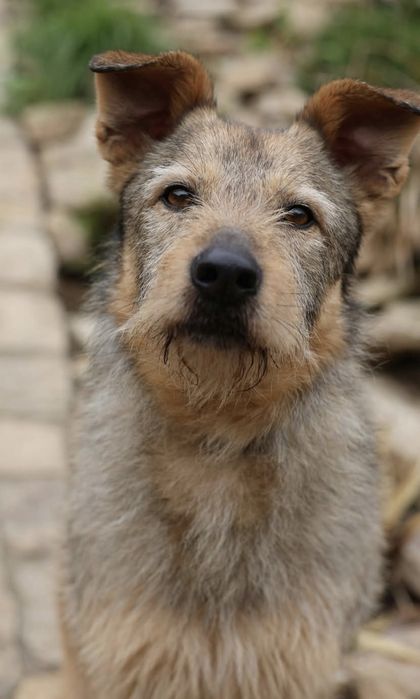 Do adopcji samiec 15kg bardzo przyjazny kontaktowy