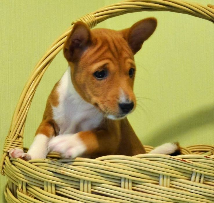 Басенджи цуценята(кобель)