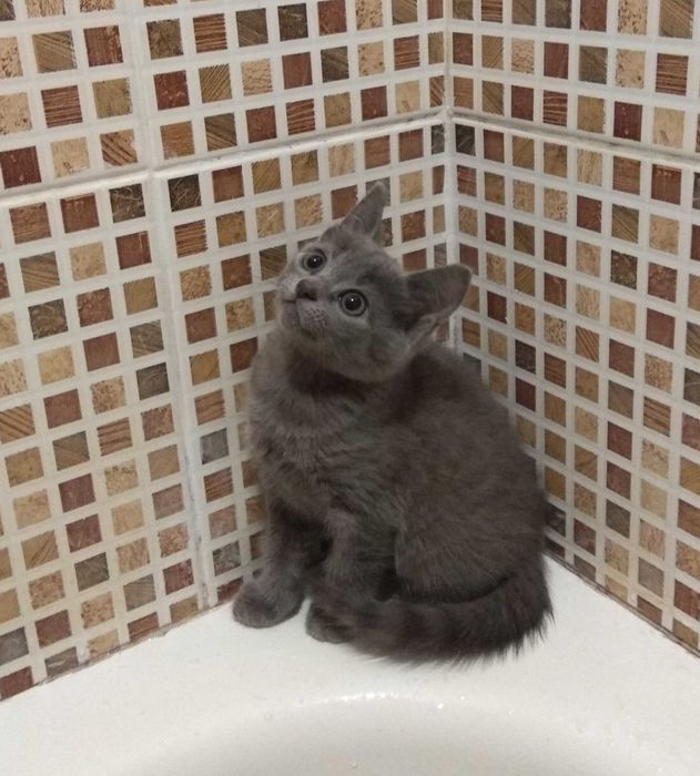 Кошеня російської блакитної породи (10 тижнів, 17.10.2025)