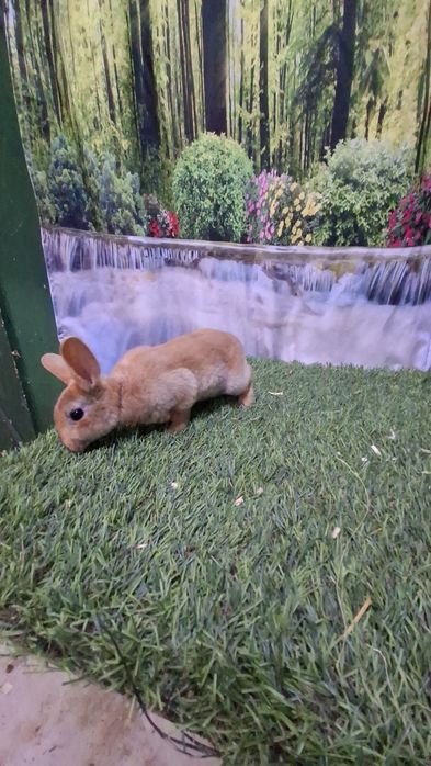 Coelhos Rex laranja/ arlequim