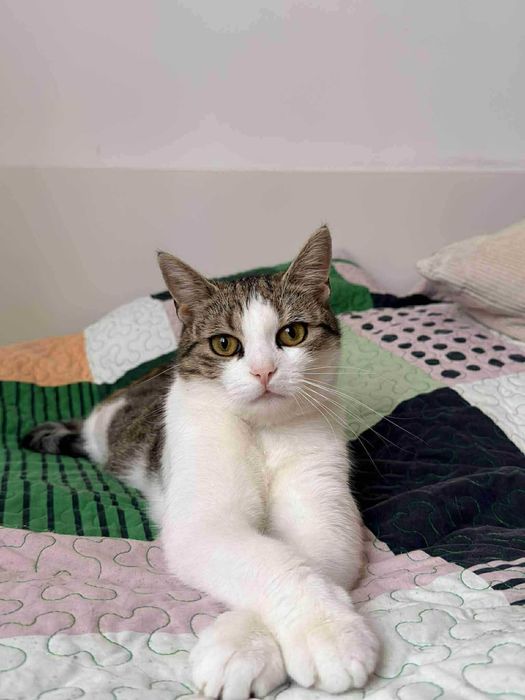 Urocza zadbana kotka MISIA czeka na dobry domek