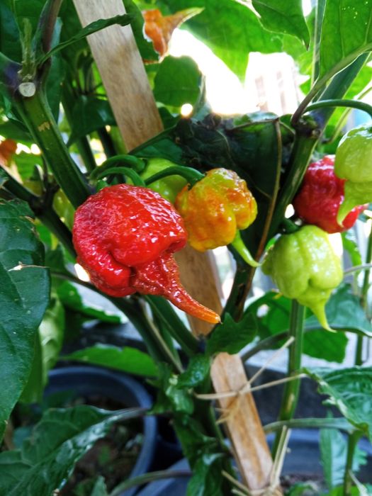 Malaguetas originais Carolina reaper , a mais picante do mundo