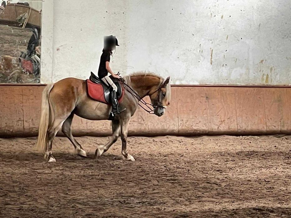 Égua palomina 4 anos