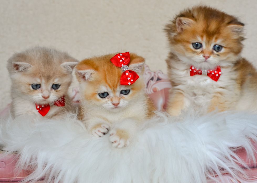 Британские золотые котята