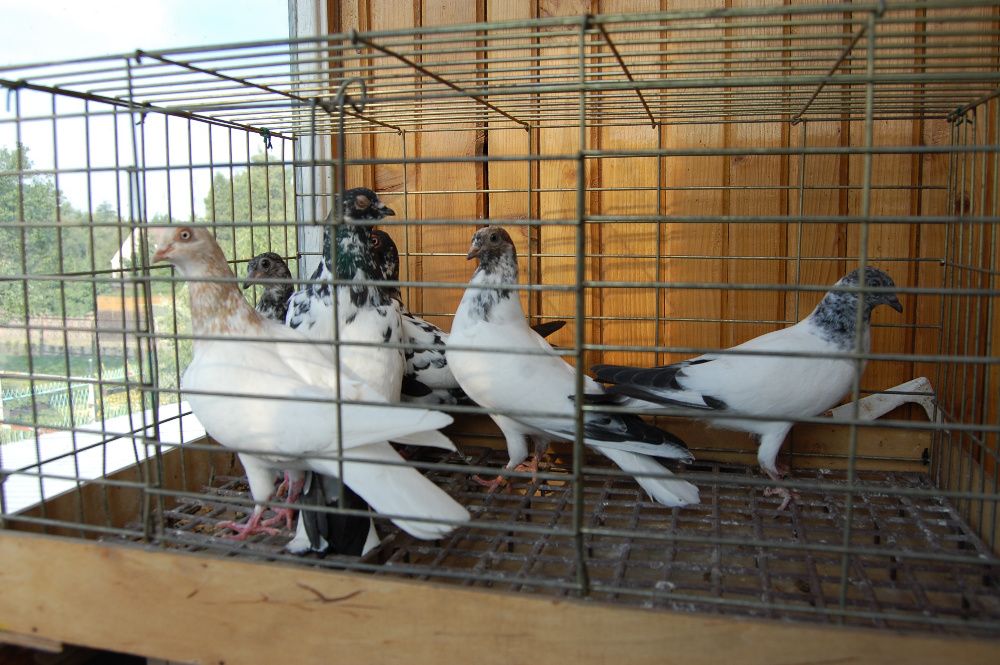 Gołębie ozdobne Budapeszty