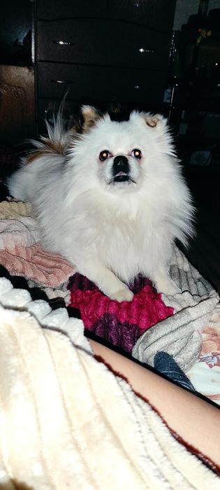 Чарівний хлопчик шукає наречену