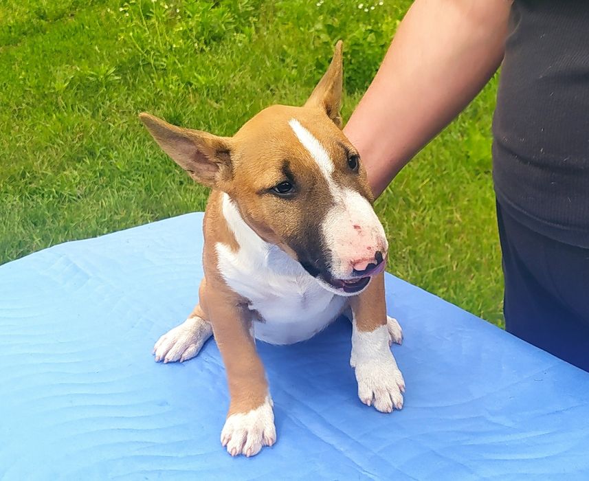 Минибультерьер девочки