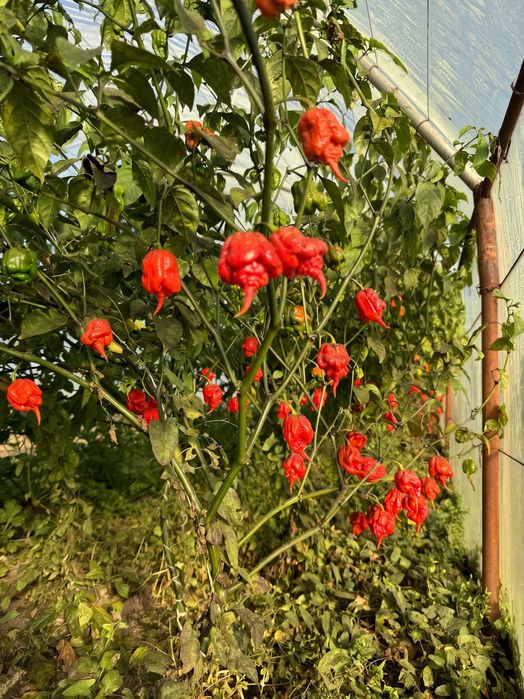 Гострий соус Подарунковий набір Дегустаційний острый  Carolina Reaper