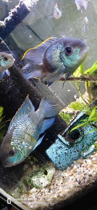 Akara electric blue dobrana para
