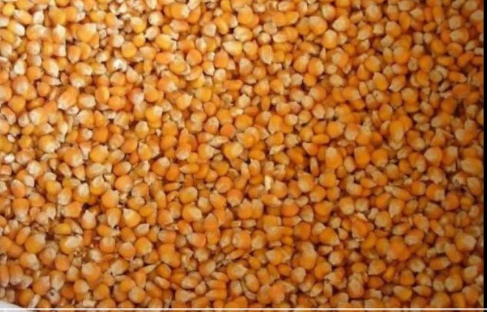 Milho Miúdo Caseiro para semear ou consumo animal