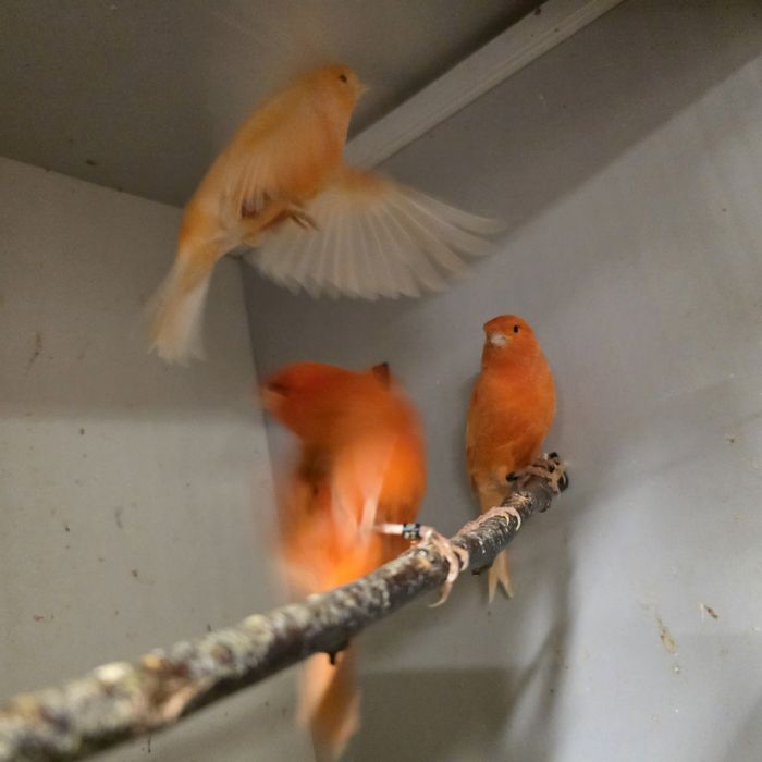 Kanarek kanarki samce mlode