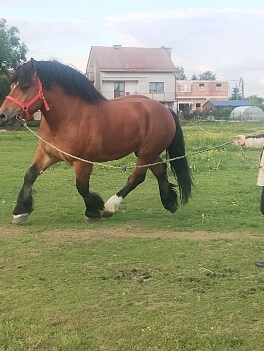 Ogier zimnokrwisty Senator z Ho-hern