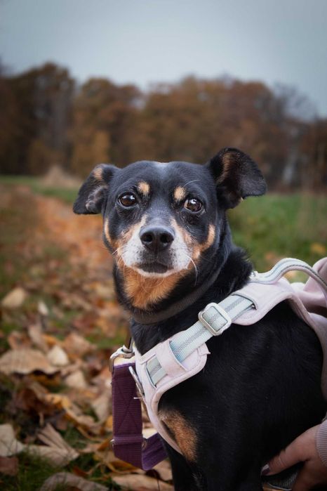 Puzel, wesoły przytulak poniżej kolana, szuka swojego człowieka