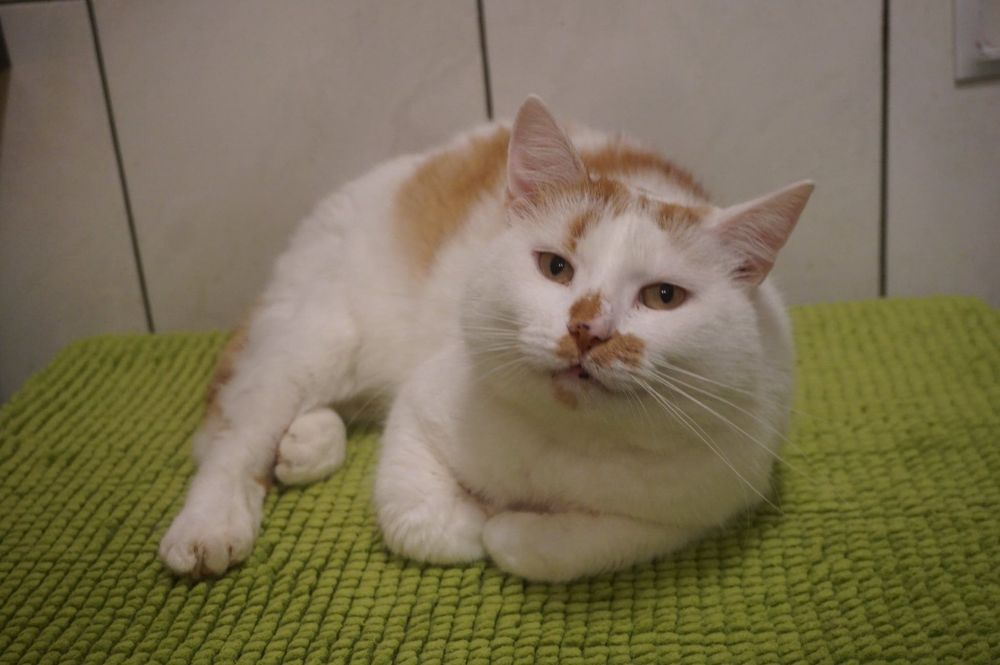 Młody kocurek do adopcji