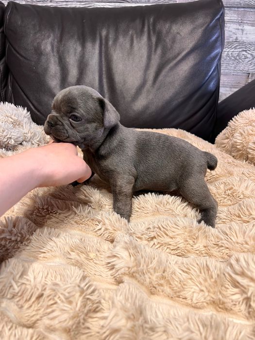 Французькі бульдоги