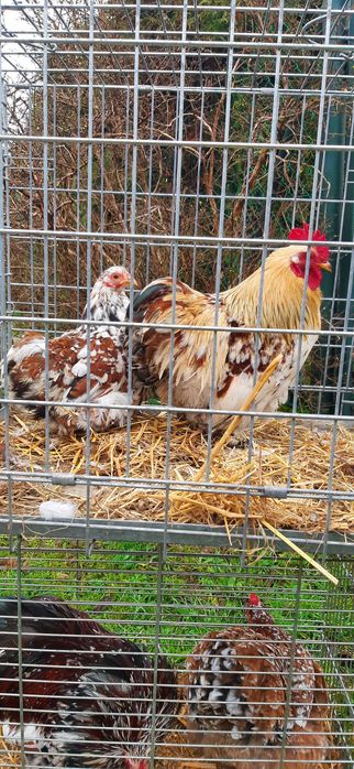 Kochin kochiny miniaturowe 160