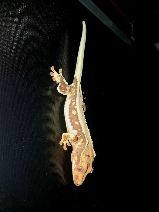 Gekon orzęsiony gekony orzęsione