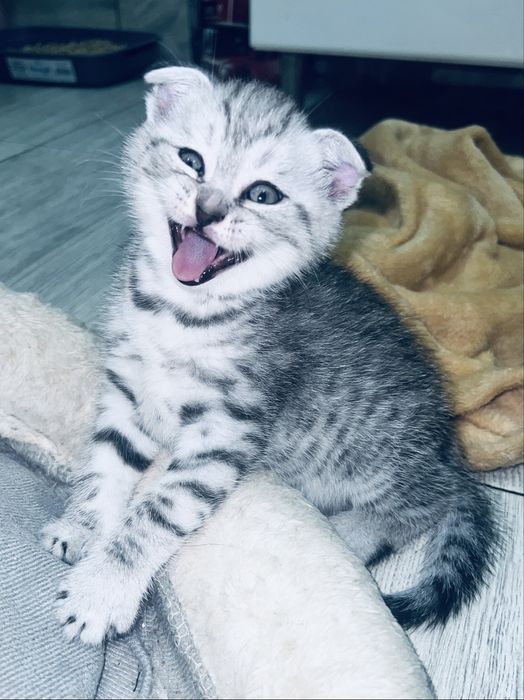 Шотландські кошенята