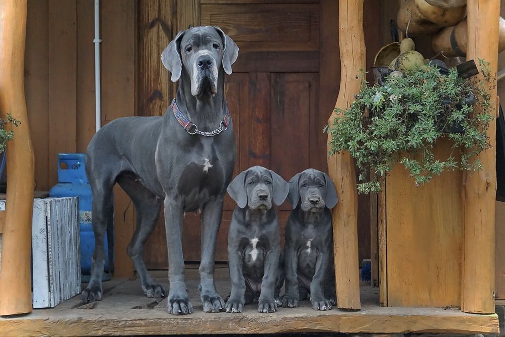 Dog Niemiecki Błękitna suczka ZKwP, FCI rodowód