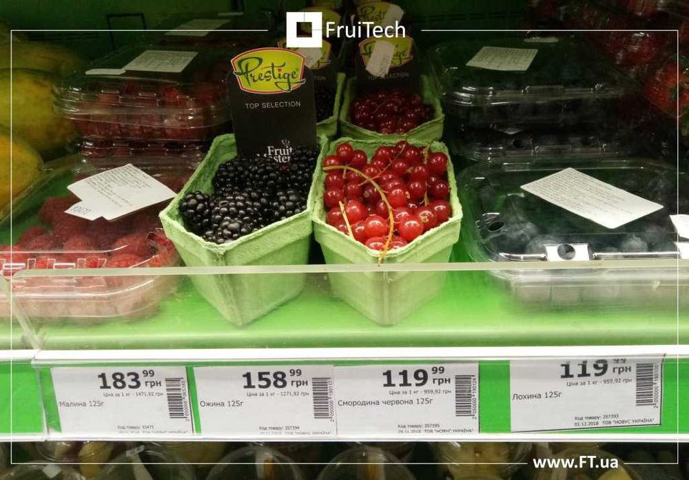 Саджанці ЧОРНОЇ СМОРОДИНИ, ПОРІЧКИ та АГРУСУ від розсадника ФруТек