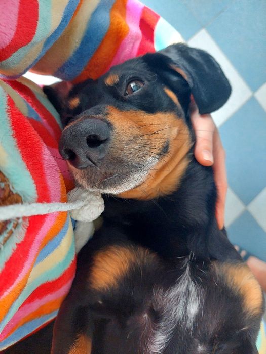 Кобель для вязки