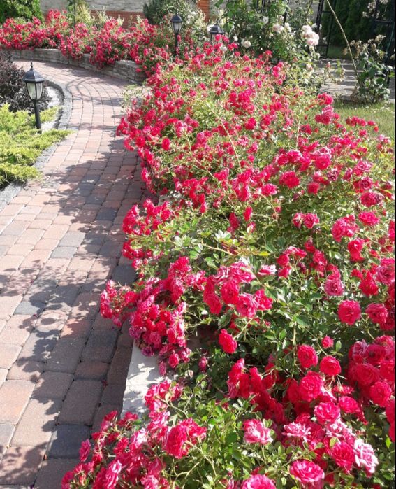 Розы сорт "роди" 5 лет