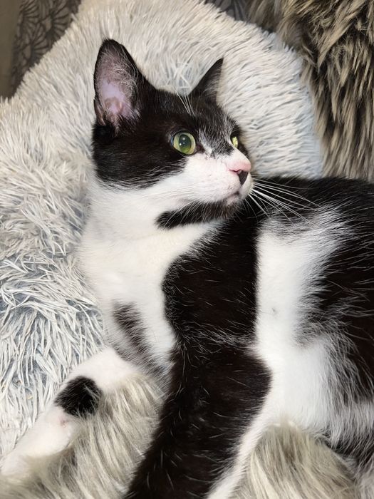 Kocurek Rumcajs szuka domku