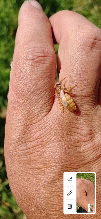 Неплідні бджоломатки Кордован