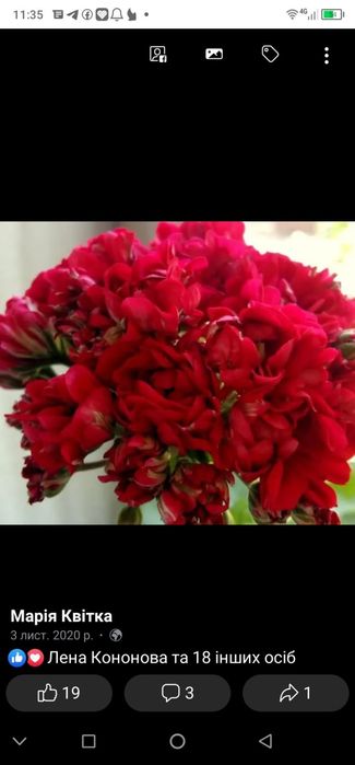 Пеларгонія пеларгонія